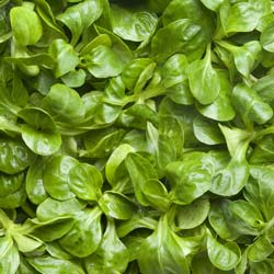 Lamb's Lettuce, 'verte de Cambrai'